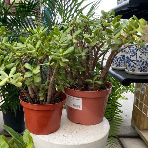 jade at your farm and garden