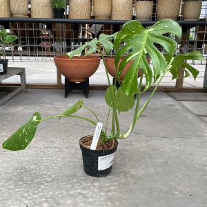 monstera thia consetallation at your farm and garden