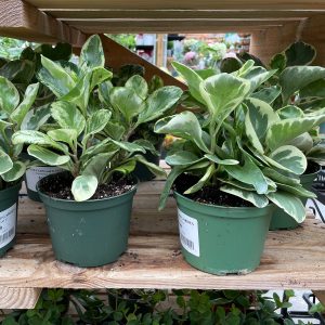 peperomia at your farm and garden