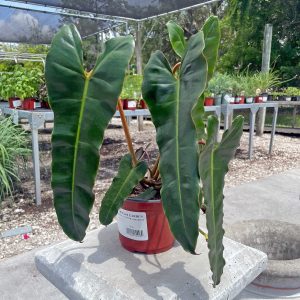philodendron black billietiae at your farm and garden