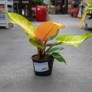 philodendron exotic tangerine at your farm and garden