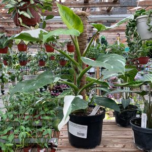 philodendron sun white wizard at your farm and garden