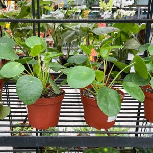 pilea chinese money plant at your farm and garden