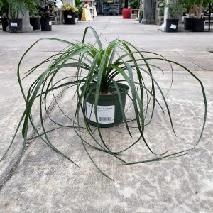 ponytail palm at your farm and garden