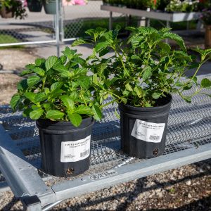 native porterweed at your farm and garden
