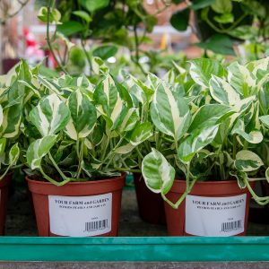 pothos pearls and jade at your farm and garden