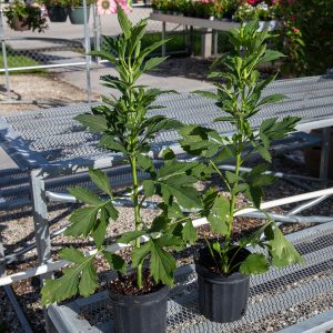 native rudbeckia at your farm and garden