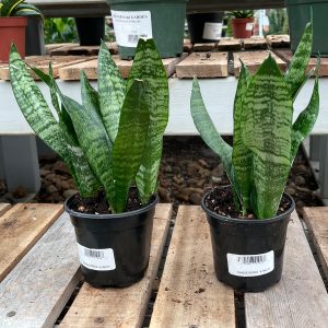 sansevieria at your farm and garden