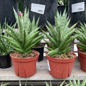 sansevieria green tower at your farm and garden