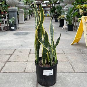 sansevieria laurentii at your farm and garden