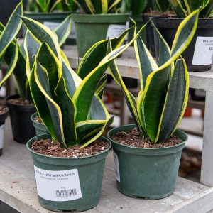 sansevieria nitelife at your farm and garden