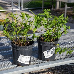 native scorpion tail at your farm and garden