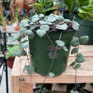 strings of hearts plant at your farm and garden