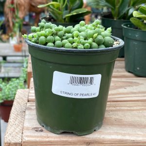 string of pearls at your farm and garden