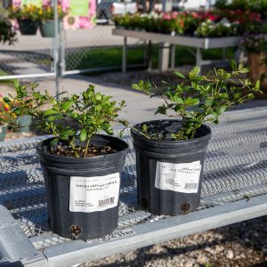 native twinflower at your farm and garden