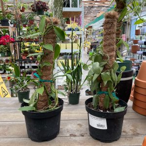 vanilla orchid totem at your farm and garden