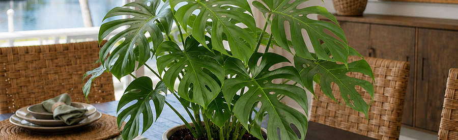 where to place houseplants in your home