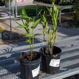 native milkweed at your farm and garden