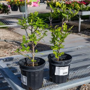 native wild lime at your farm and garden