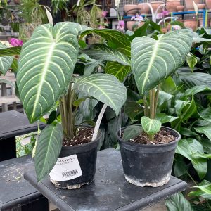 xanthosoma magnificum at your farm and garden