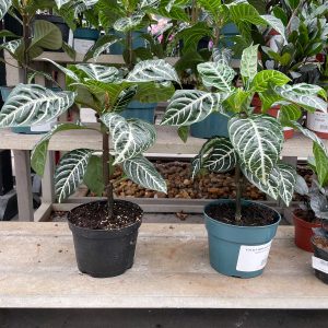 zebra plant at your farm and garden