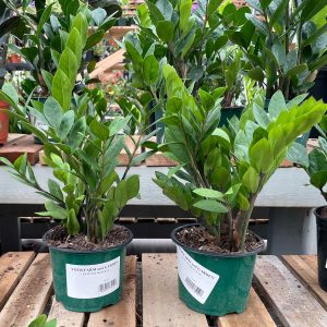 black zz plant at your farm and garden