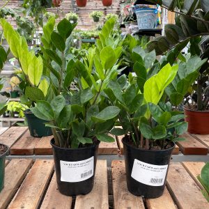 zz plant chameleon at your farm and garden