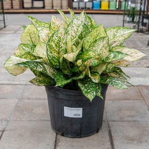 aglaonema etta rose at your farm and garden