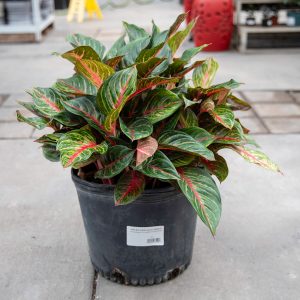 aglaonema garnett coltrane at your farm and garden