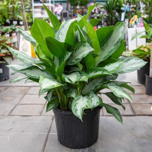 aglaonema silver bay at your farm and garden