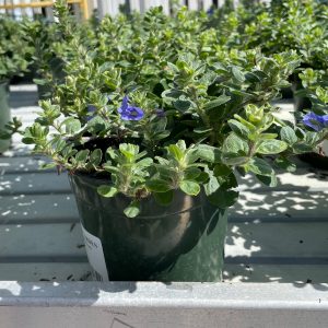 blue daze at your farm and garden