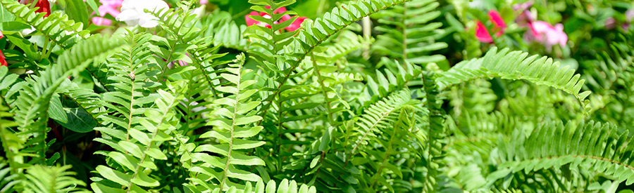 Boston Ferns: Classic Greenery for the Home and Garden