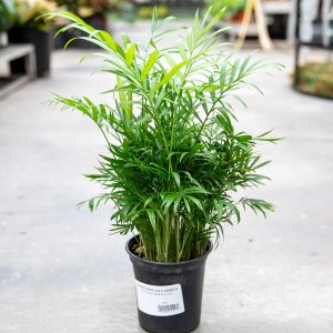 palm neanthebella at your farm and garden
