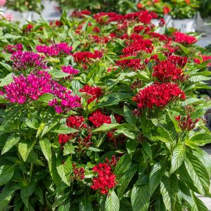 pentas at your farm and garden