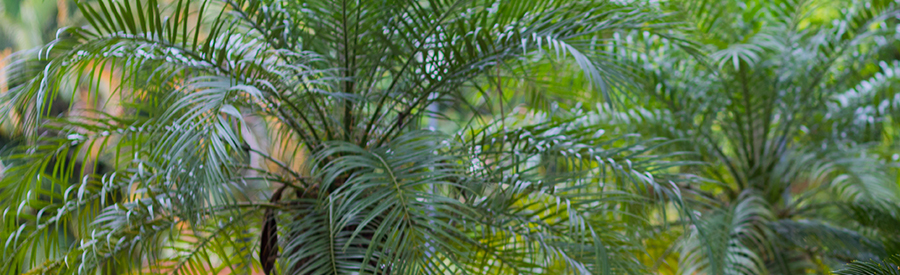 sabal or cabbage palm at your farm and garden