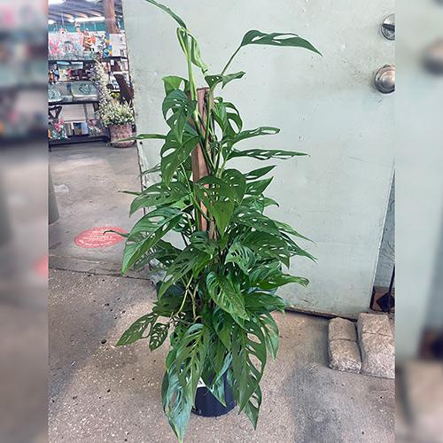 monstera adansonii totem