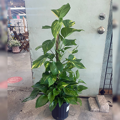 philodendron brail totem