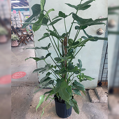 philodendron panda totem