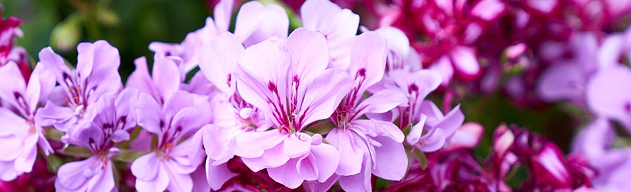 October Gardening Tips for Sarasota & SW Florida